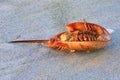 Horseshoe Crab Exoskeleton On The Beach Royalty Free Stock Photo