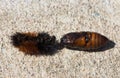 A brown cocoon and the exoskeleton of a woolly bear caterpillar.