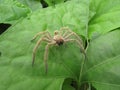 An exoskeleton of a spider Royalty Free Stock Photo