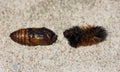 The exoskeleton of a woolly bear caterpillar and a cocoon.