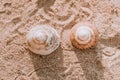 The exoskeletons of snails and clams, or their shells in common parlance