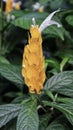 Exotic Acanthaceae plant, yellow Pachystachys lutea flower blooming usualy as ornamental plant at the garden, park and houseplant