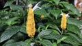 Exotic Acanthaceae plant, yellow Pachystachys lutea flower blooming usualy as ornamental plant at the garden, park and houseplant