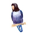 Exotic africa Parrot lovebird masked. watercolor illustration