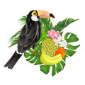 Exotic african bird toucan black bird with white breast, large yellow beak with black tip, long tail on a white background