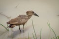 Exotic African Hamerkop bird feeding in brown water of National Park waterhole