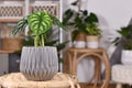 Exotic `Alocasia Baginda Dragon Scale` houseplant in flower pot in boho style living room