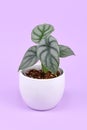 Exotic `Alocasia Baginda Silver Dragon` houseplant in pot on violet background