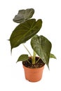 Exotic `Alocasia Wentii` houseplant in flower pot on white background Royalty Free Stock Photo