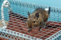 Exotic animal for domestic life. The common degu is a small hystricomorpha rodent endemic from Chile. Royalty Free Stock Photo