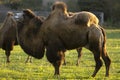 Exotic animal in Dutch farmland field