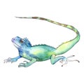 Exotic animal wild animal in a watercolor style. Background illustration set. Isolated reptilia illustration element.