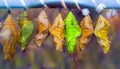 exotic animals: colored butterfly cocoons