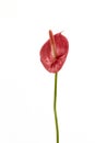 Exotic Anthurium andraeanum flower - red. Royalty Free Stock Photo