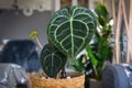 Exotic Anthurium Clarinervium plant with ovate, deeply-lobed leaves with whitish vein that form a beautiful lace pattern