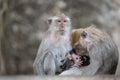 Exotic asian animals. Cute monkeys family