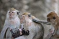 Exotic asian animals. Cute monkeys family