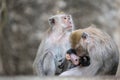 Exotic asian animals. Cute monkeys family