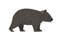 Exotic australian animal wombat Royalty Free Stock Photo