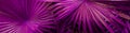 Exotic banner of tropical violet palm leaves.