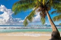 Palm tree on tropical beach in paradise island