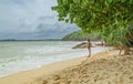 An exotic beach with the greenery