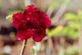 The exotic, beautiful Close up multi layer petal of desert roses, azalea flowers, adenium, obesum Royalty Free Stock Photo