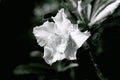 The exotic, beautiful Close up multi layer petal of desert roses, azalea flowers, adenium, obesum Royalty Free Stock Photo