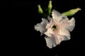 The exotic, beautiful Close up multi layer petal of desert roses, azalea flowers, adenium, obesum Royalty Free Stock Photo