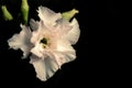 The exotic, beautiful Close up multi layer petal of desert roses, azalea flowers, adenium, obesum Royalty Free Stock Photo