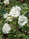 Exotic and beautiful garden with full of flowers orange rose