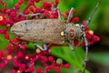 The Exotic Beautiful Longhorn Beetle Palo Verde on Leea guineensis flower Royalty Free Stock Photo