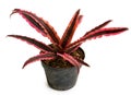 Exotic of beautiful potted Cryptanthus plants Royalty Free Stock Photo