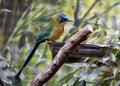 Exotic Beauty of the Amazonian Motmot: Rare Sighting of Momotus momota in the Amazon