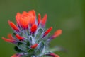 Exotic beauty of a scarlet Indian paintbrush flower Royalty Free Stock Photo