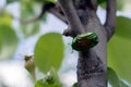 Exotic beetle bronzovka wild insect in a watercolor style isolated on the branch