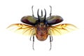 Exotic beetle Chalcosoma atlas Royalty Free Stock Photo