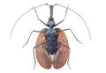 Exotic beetle Mormolis, Sumatra, isolated on white