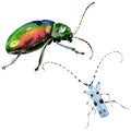 Exotic beetles wild insect in a watercolor style isolated.