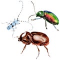 Exotic beetles wild insect in a watercolor style isolated.