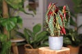 Exotic `Begonia Maculata` houseplant with white dots in gray ceramic flower pot on wooden plant stand