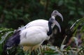 Exotic bird Royalty Free Stock Photo