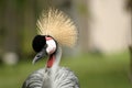 Exotic bird Royalty Free Stock Photo
