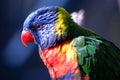 Exotic Bird 4 Royalty Free Stock Photo