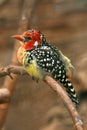 Exotic bird Royalty Free Stock Photo