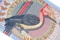 Exotic bird on banknote from Suriname Royalty Free Stock Photo