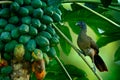 Exotic bird in the beautiful nature habitat. Rufous-vented Chachalaca, Ortalis ruficauda, sitting on the tree branch. Coconut palm Royalty Free Stock Photo