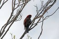 exotic bird (budgie) in a tree (australia)