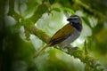 Exotic bird. Buff-throated Saltator, Saltator maximus, sitting on the branch in the green forest. Tropic tanager in the nature