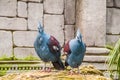 Exotic Bird Goura Victoria Royalty Free Stock Photo